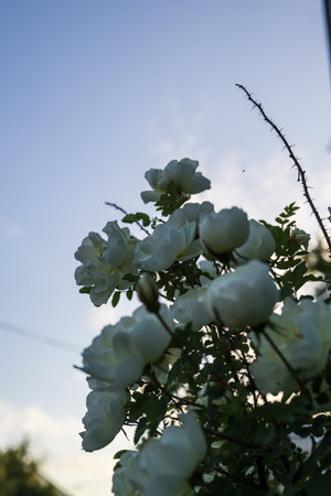 White roses in the garden on the background of the blue sky.の写真素材