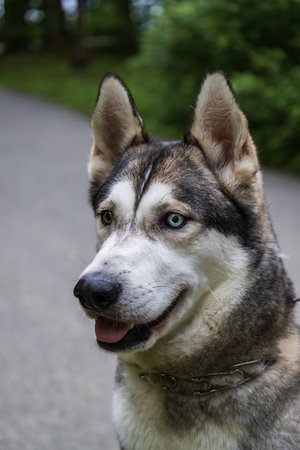 Portrait of a husky dog with blue eyes in the parkの写真素材