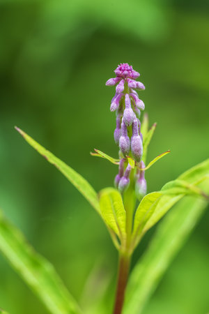 Purple flower ivan tea in the green nature background. Shallow depth of field.の写真素材