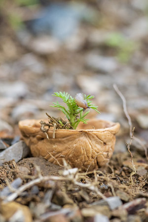 A snail on a small sprout in a nuts shell