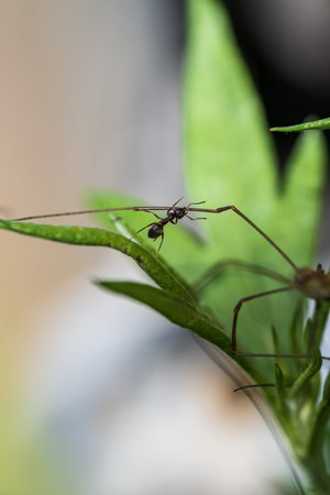 Ants on the leaf in the garden. Macro photo with shallow depth of field.の写真素材