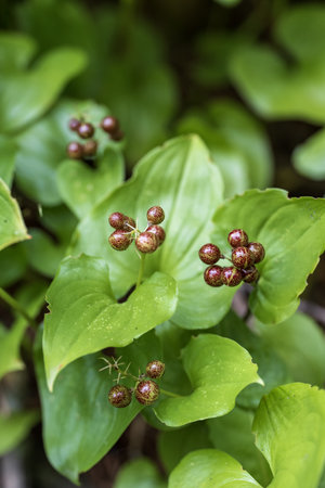 Beautiful leaves green with small berries, close-up, selective focus