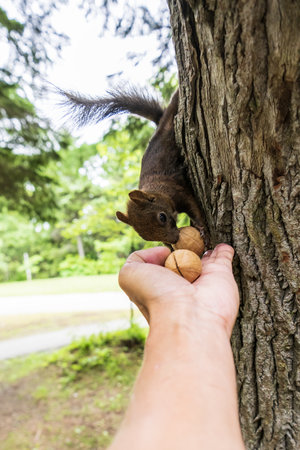 Squirrel in the hands of a man eating nuts from a treeの写真素材
