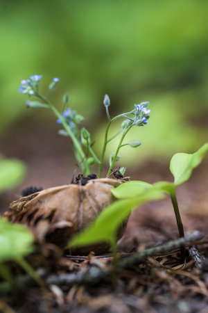Little blue flowers growing in the forest. Macro shot with shallow depth of field