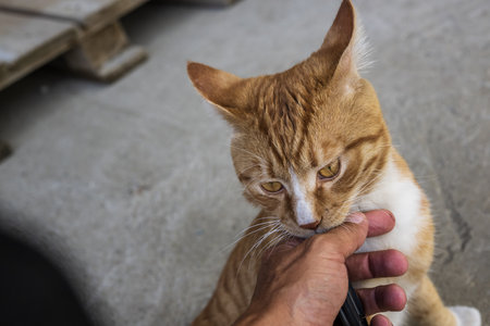 ginger cat eating food from human hand, selective focus on cat