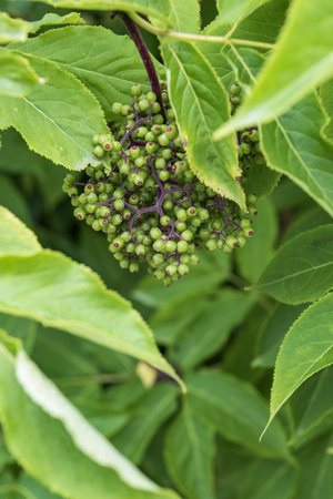 Elderberry bush with fruits and green leaves, close-upの写真素材