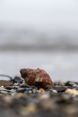 Seashell on the beach. Selective focus on the shell.