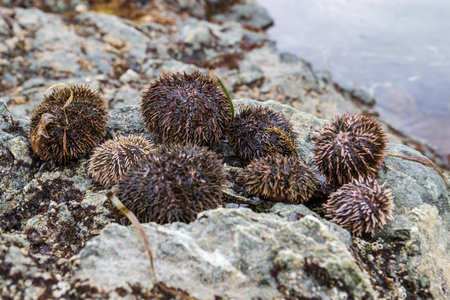 Sea urchins on the rocks