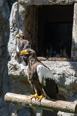 Adult Steller's sea eagle (Haliaeetus pelagicus)