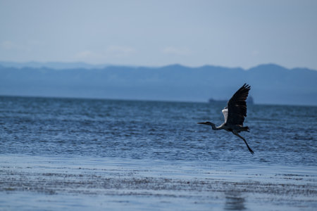 Great Blue Heron (Ardea alba) in flightの写真素材