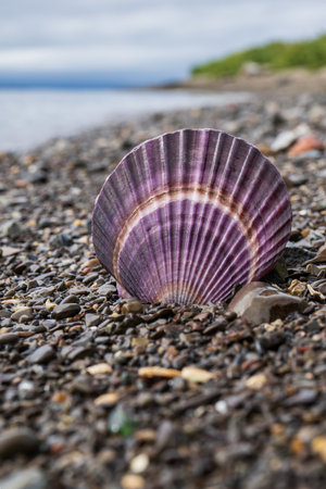Purple scallop shell on a pebble beach.の写真素材