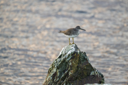 A common sandpiper standing on a rock in the water.の写真素材