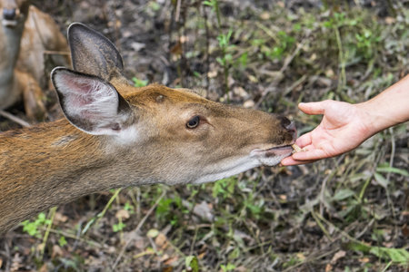 Female hand feeding a young deer in the forest. Selective focus.の写真素材