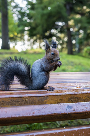 Squirrel sits on a bench in the park and eats a nutの写真素材