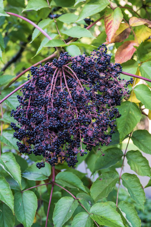 Aralia fruits on a branch in the garden
