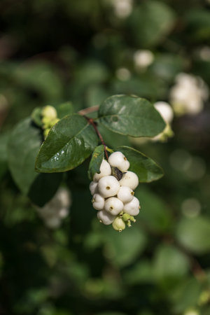 White berries on the branches of a bush with green leaves in the gardenの写真素材
