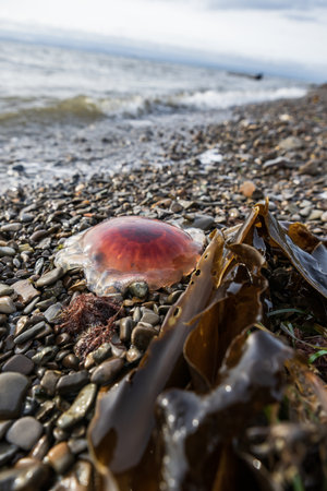 Jellyfish on the beach in the evening. Selective focus.の写真素材