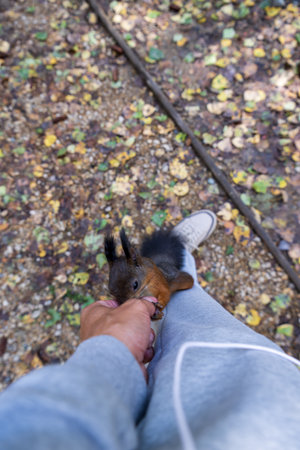 Squirrel on a man's leg on the background of autumn leaves