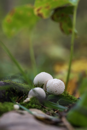 Puffball mushroom (Lycoperdon perlatum)の写真素材