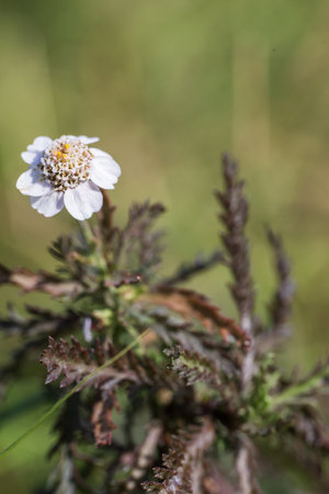 Close up of a common yarrow (Achillea millefolium) flowerの写真素材