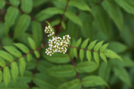 White buds on a background of green leaves, close-up.
