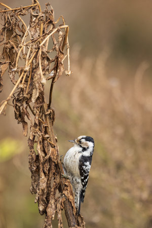 a mottled woodpecker sits on a branch(Dendrocopos pubescens)の写真素材