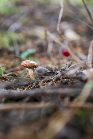 mushroom in the autumn forest, shallow depth of field.