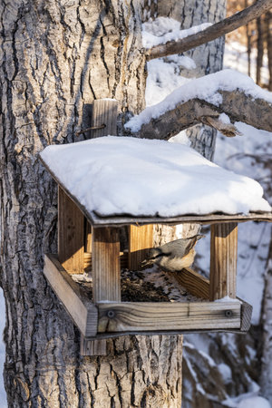 bird feeder in winter forest. bird feeder in winter forestの写真素材