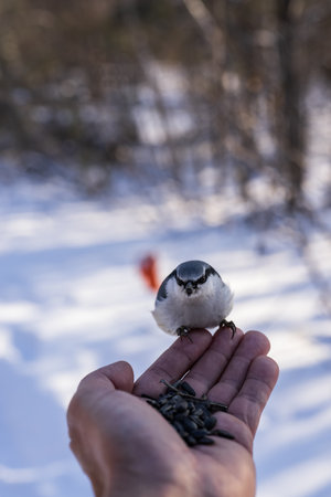 Eurasian nuthatch (Sitta europaea) sitting on the hand of a man in winterの写真素材