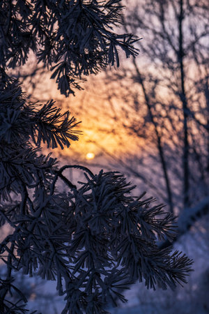 Pine branches covered with hoarfrost against the background of the setting sunの写真素材