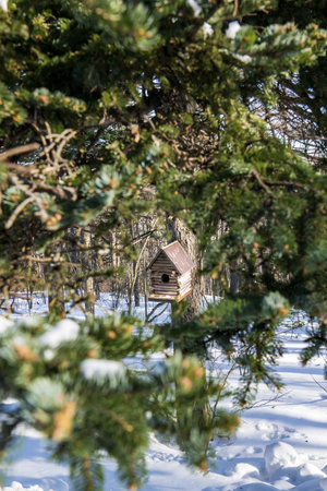 Wooden birdhouse in the winter forest. Selective focus.の写真素材