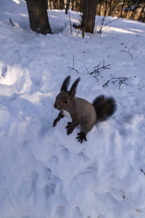 Squirrel in the winter forest. Squirrel on the snow in the forest.