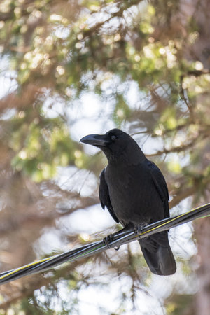 Carrion crow sitting on a cable in a pine forest.