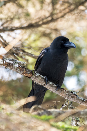 A raven sitting on a branch