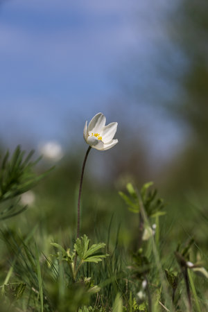 Anemone nemorosa in the spring on a sunny dayの写真素材