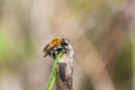 Bumblebee on a twig close-up on a blurred background
