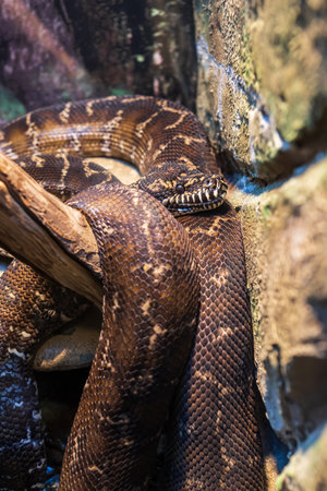 Closeup of a snake on a rock in the rainforest.