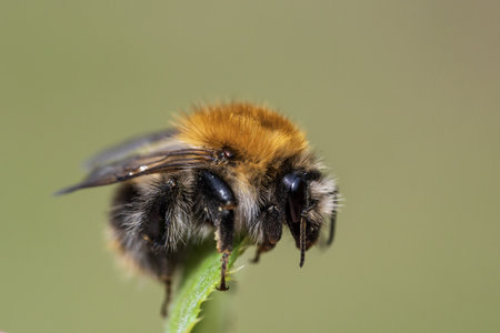 Bumblebee on a green leaf in the wild, close-upの写真素材
