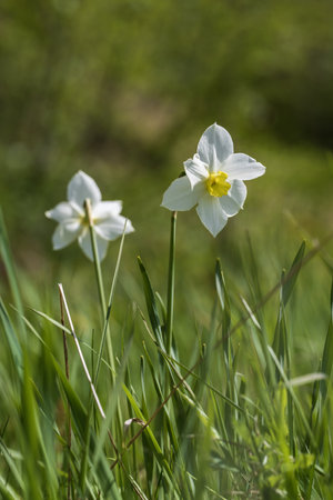 Daffodil, Narcissus poeticus, single flower in grass