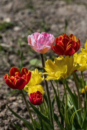 Colorful tulips blooming in the garden. Spring flowers.