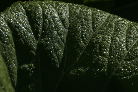 Green leaf with water droplets, close-up. Nature background