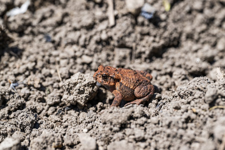 Common toad (Bufo bufo) on the ground.の写真素材