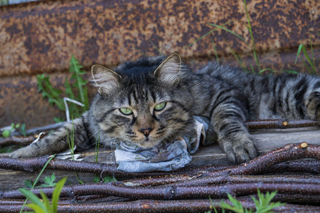 Homeless tabby cat lying on the ground. Homeless animals.の写真素材