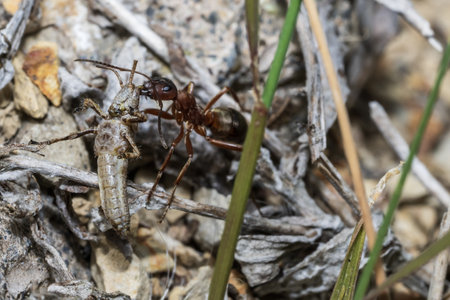 Ants are the most common members of the genus Camponotus.の写真素材