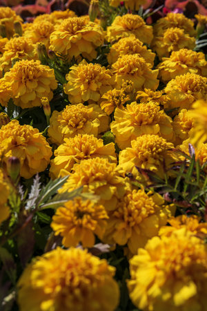 Yellow marigold flowers on the flowerbed. Close up.