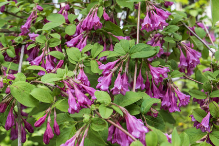 Flowers of Weigela (Weigela officinalis)