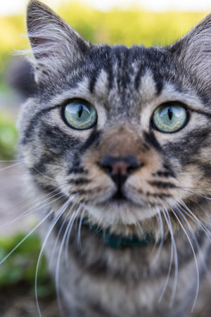 Close up portrait of a tabby cat with green eyes looking at the camera