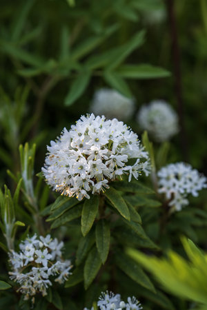 White flowers of marsh rhododendron (Rhododendron japonica)