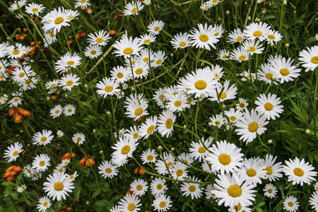 White daisies in the garden. Chamomile field.の写真素材