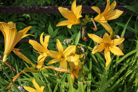 Yellow lilies in the garden on a sunny summer day close-up